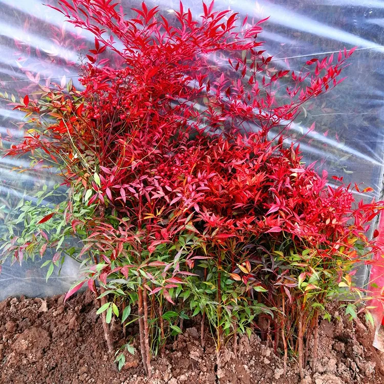 南天竹盆栽盆景绿化苗木室外庭院耐寒植物树苗南天竺红天竹蓝天竹