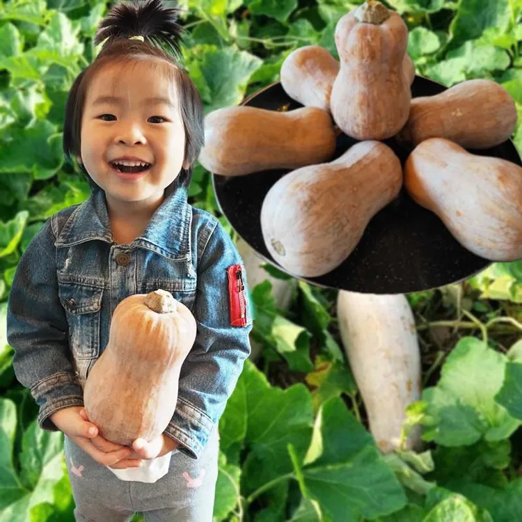 超甜糯蜜本老南瓜种子带土球高产奶油南瓜四季盆栽