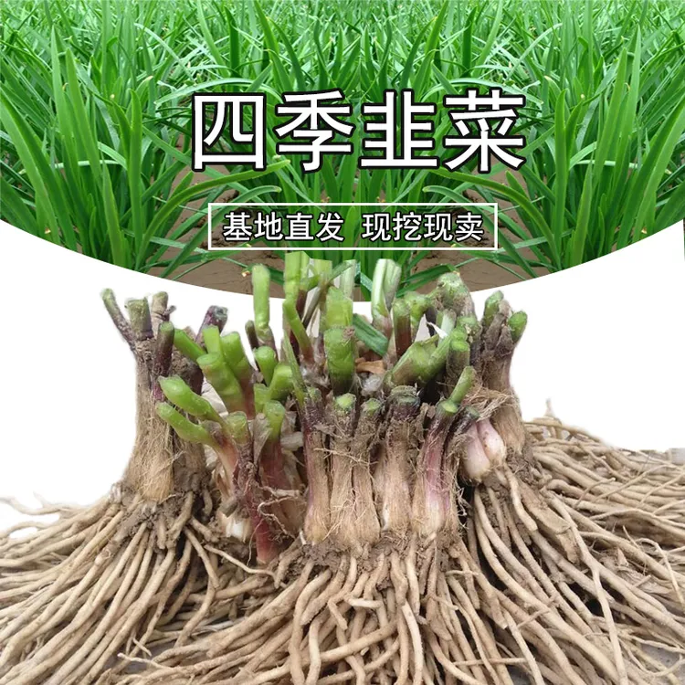 现挖宽叶紫根韭菜根室内阳台四季可种蔬菜盆栽绿植