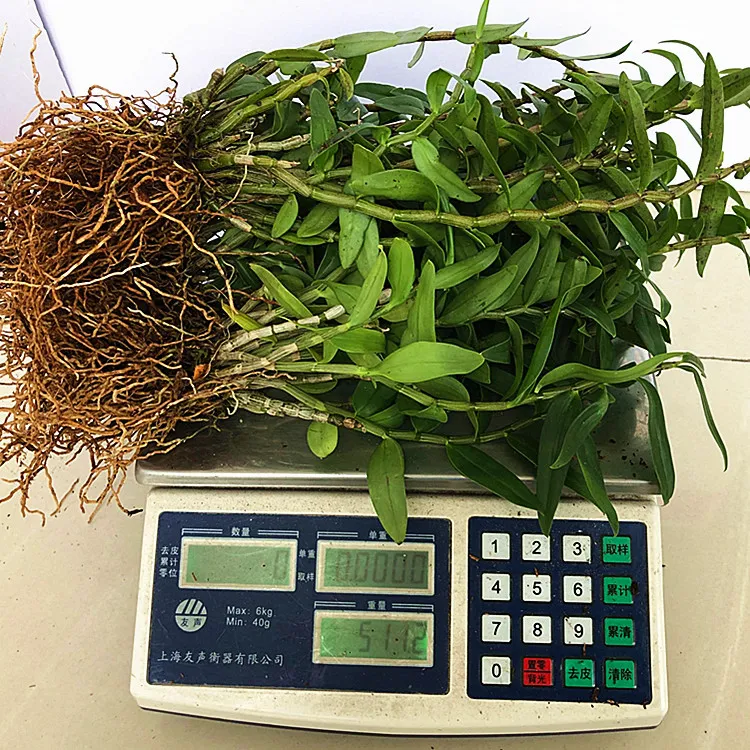 雁荡山铁皮根部红杆软脚根部盆栽基地直销可食用开花种植展示