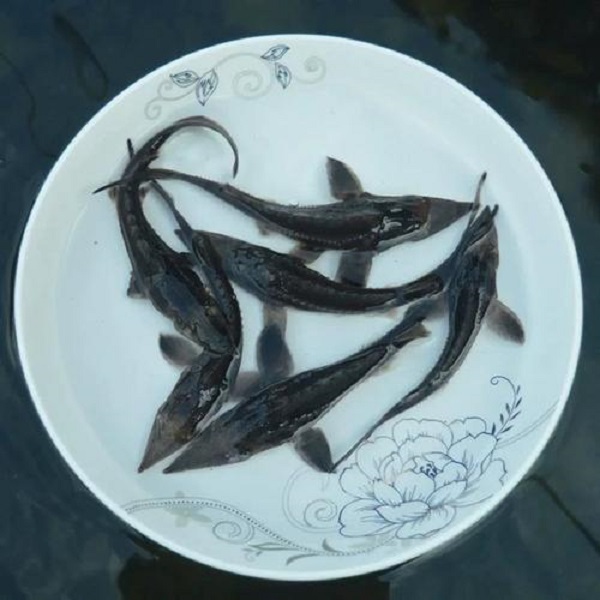 鲟龙鱼淡水食用观赏均可