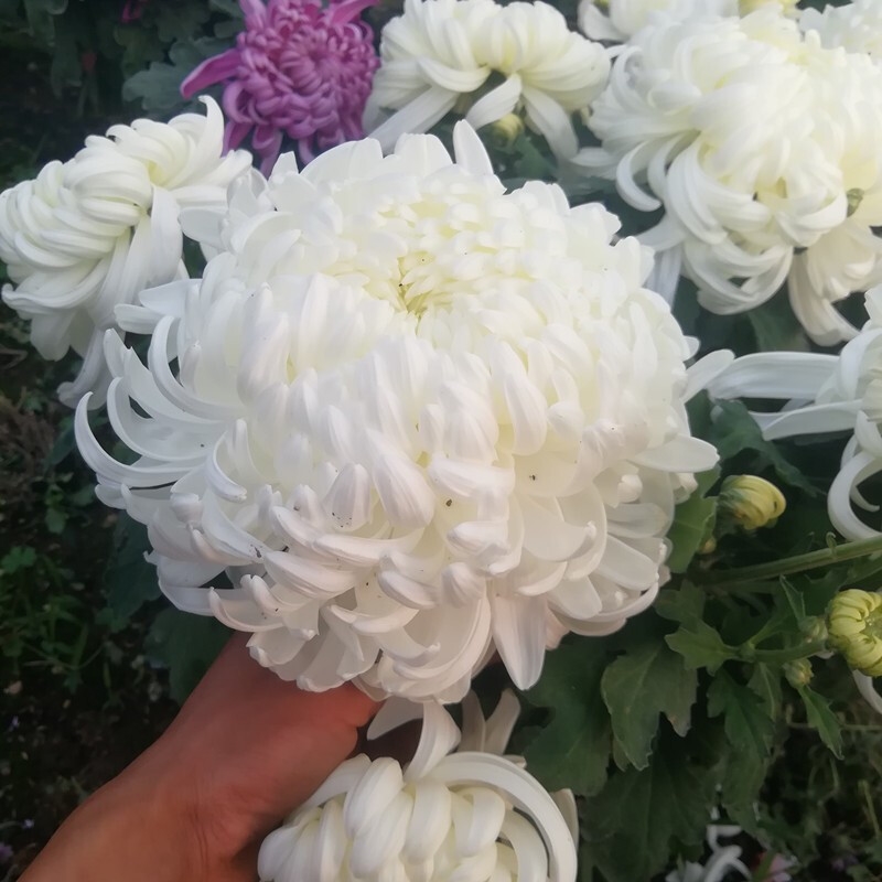 【白绣球】菊花盆栽大花带花苞发货室内新手好养活花期四季开花花卉