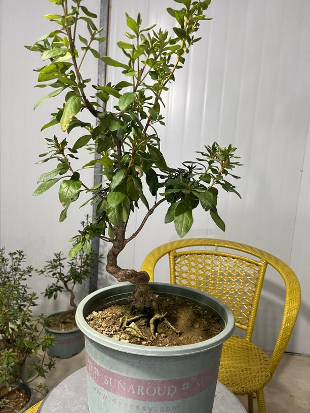 大别山鲜花后叶微型盆景 