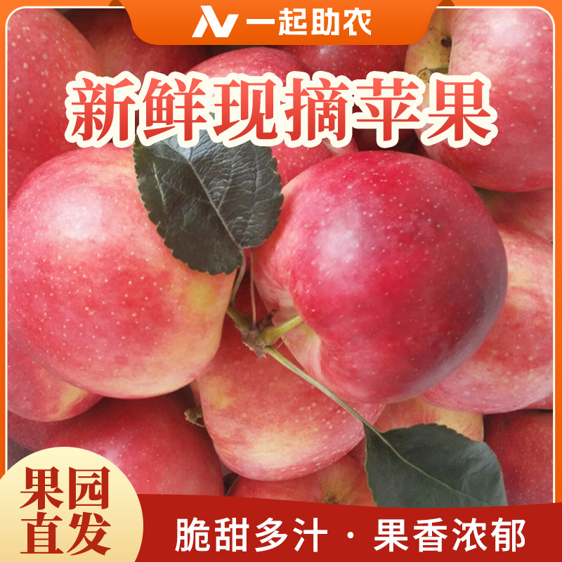 【果园直发】24年新鲜鲁丽早熟苹果脆甜爽口自然成熟汁水足现摘现发