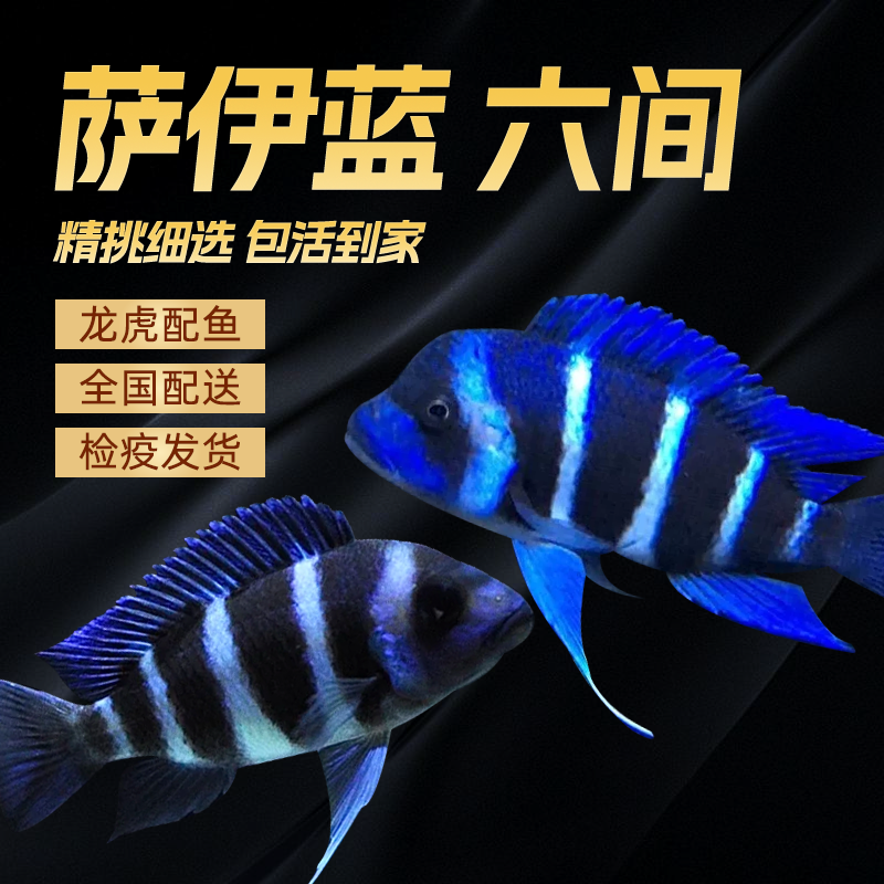 进口三湖慈鲷萨依蓝伊巴卡活体热带观赏鱼龙虎鱼配鱼混养