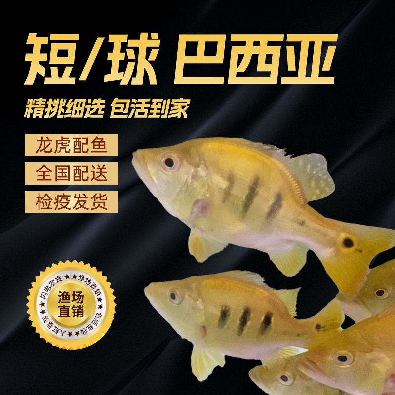 巴西亚鱼龙虎鱼中大型配鱼活体热带观赏鱼三间球体巴西亚