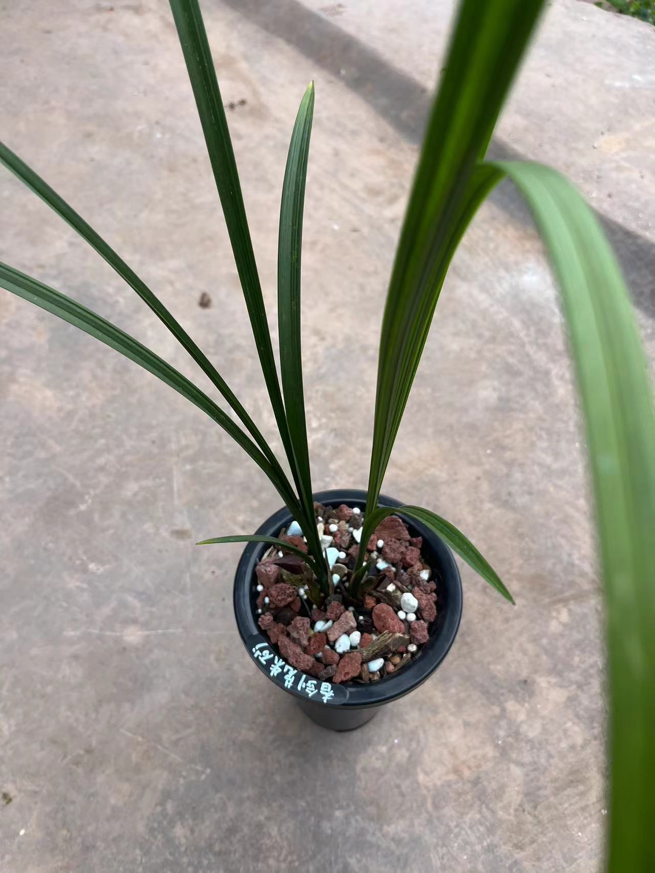 苋朱砂-兰花种植养护