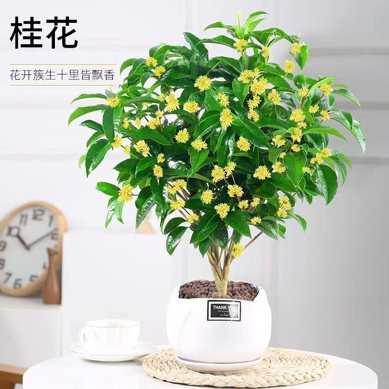 四季开花桂花树苗盆栽庭院绿化美观清香型花卉绿植室内好养的花苗