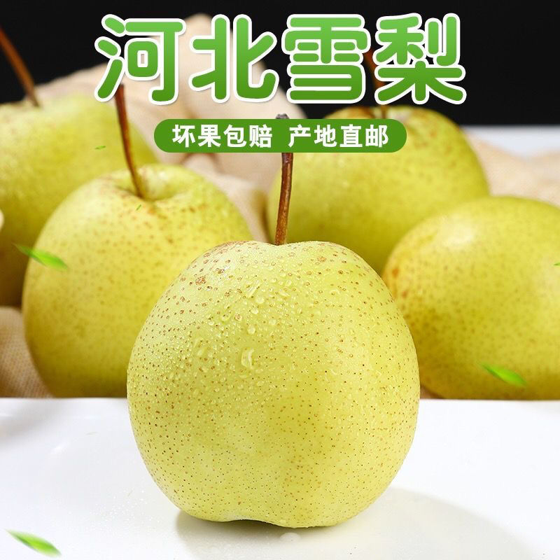 河北雪梨新鲜雪花梨9斤5斤3斤冰糖雪梨整箱产地直发新鲜汁水多