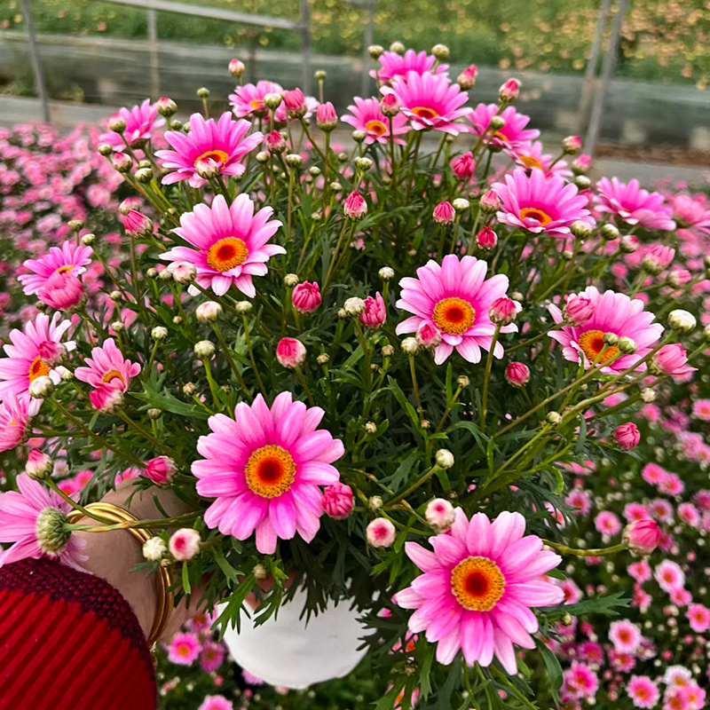 公主粉玛格丽特盆栽(花期长  高颜值)庭院阳台开花植物