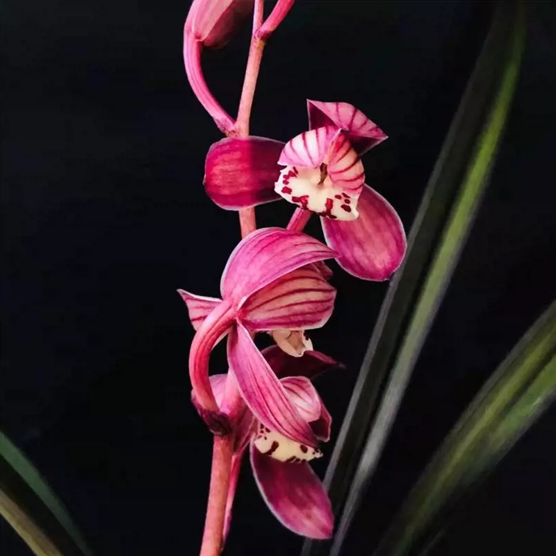 一物一拍专用链接兰花