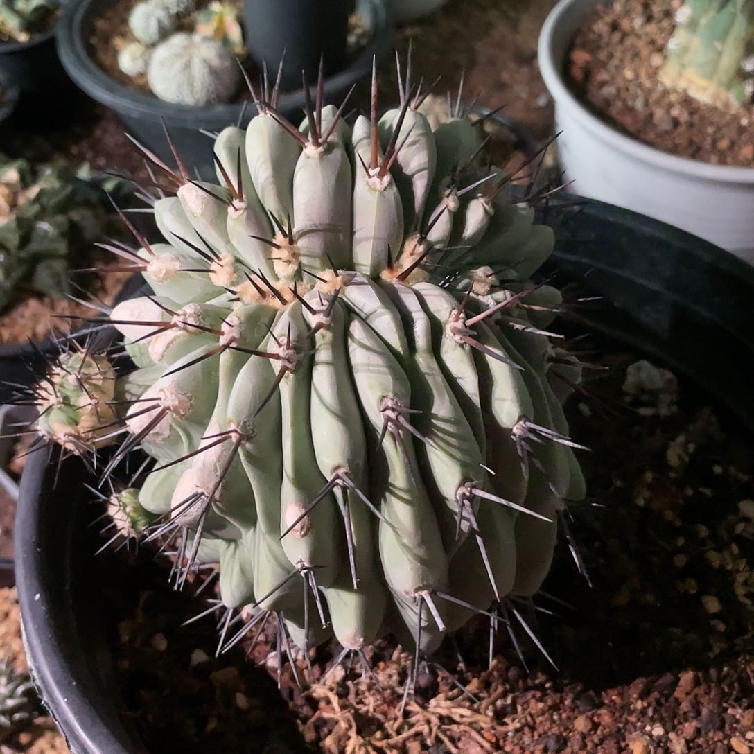 11cm黑王缀化无根青叶接