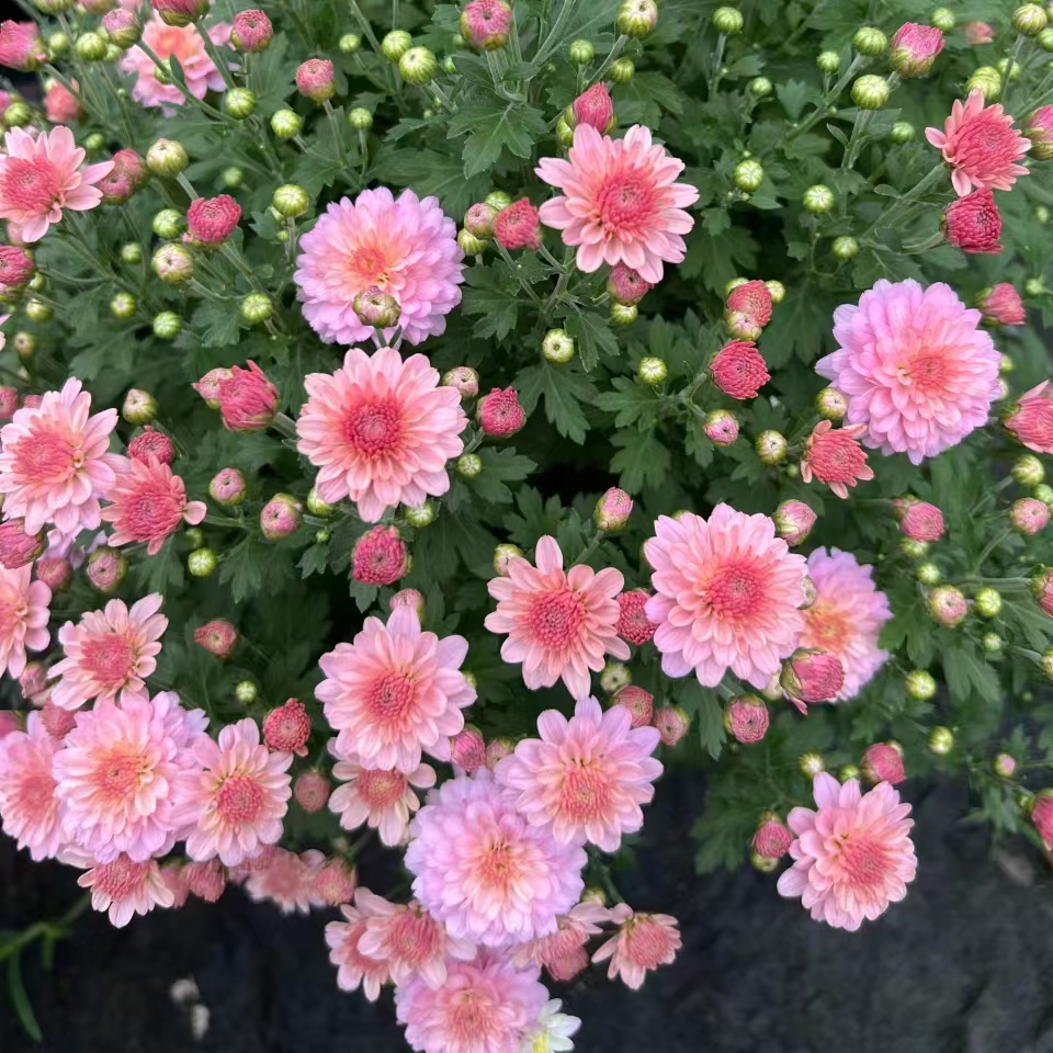 球菊《粉黛》基地直发地栽 阳台庭院趣味适合新手养护易爆花