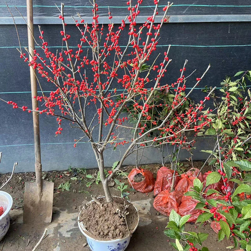 北美冬青树苗盆栽地栽5年大棵苗带果发货冬季耐寒庭院阳台观赏