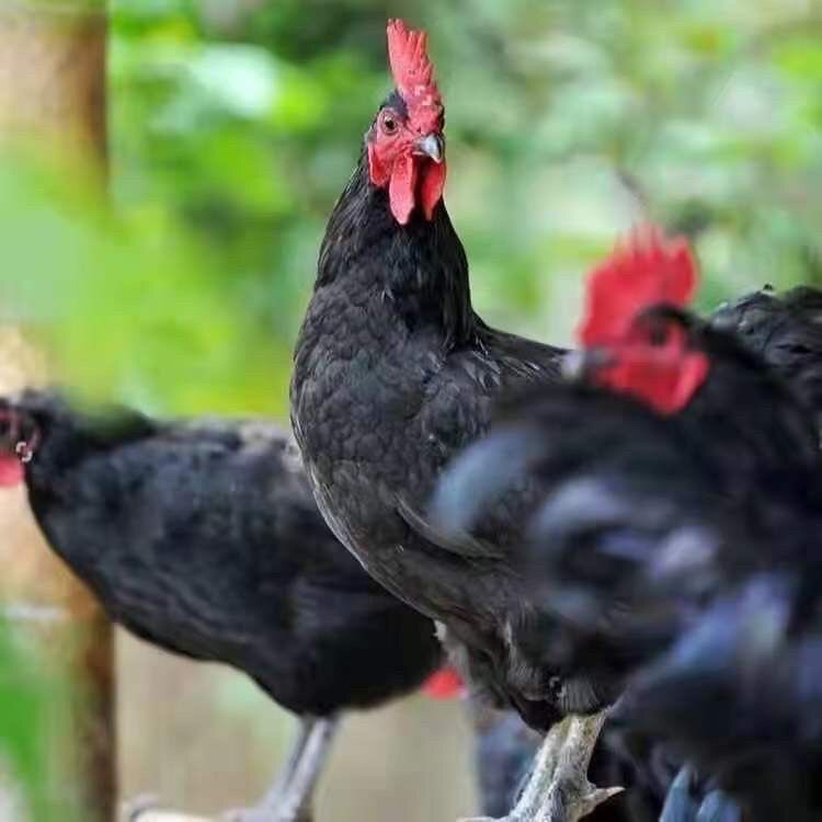 农家散养下蛋老母鸡整只冷链包邮