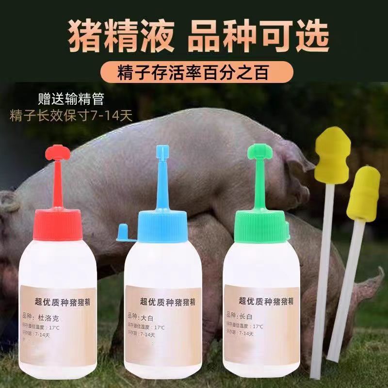 纯种公猪精液营养液猪配种精子保护液太湖巴克夏皮特兰巴马宠物猪