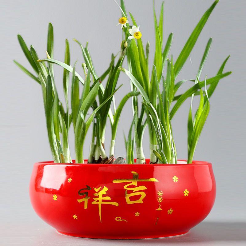 新疆包邮【小扬哥推荐】新款水仙花盆无孔水培陶瓷铜钱草睡莲碗莲