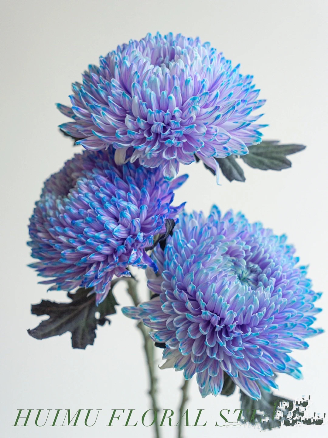 A级牡丹菊水培现切斗南直发养殖廖家坡段花鲜花烟花菊云南内部