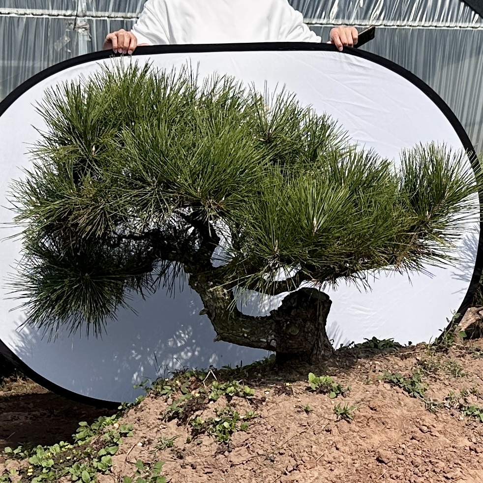 黑松，针柏盆景，一物一拍