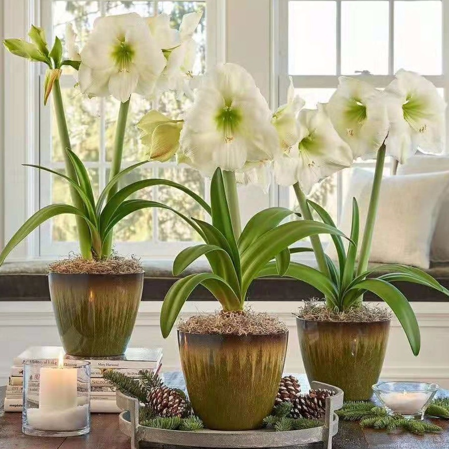 朱顶红种球【残次白天鹅】-单瓣-开花球1粒-