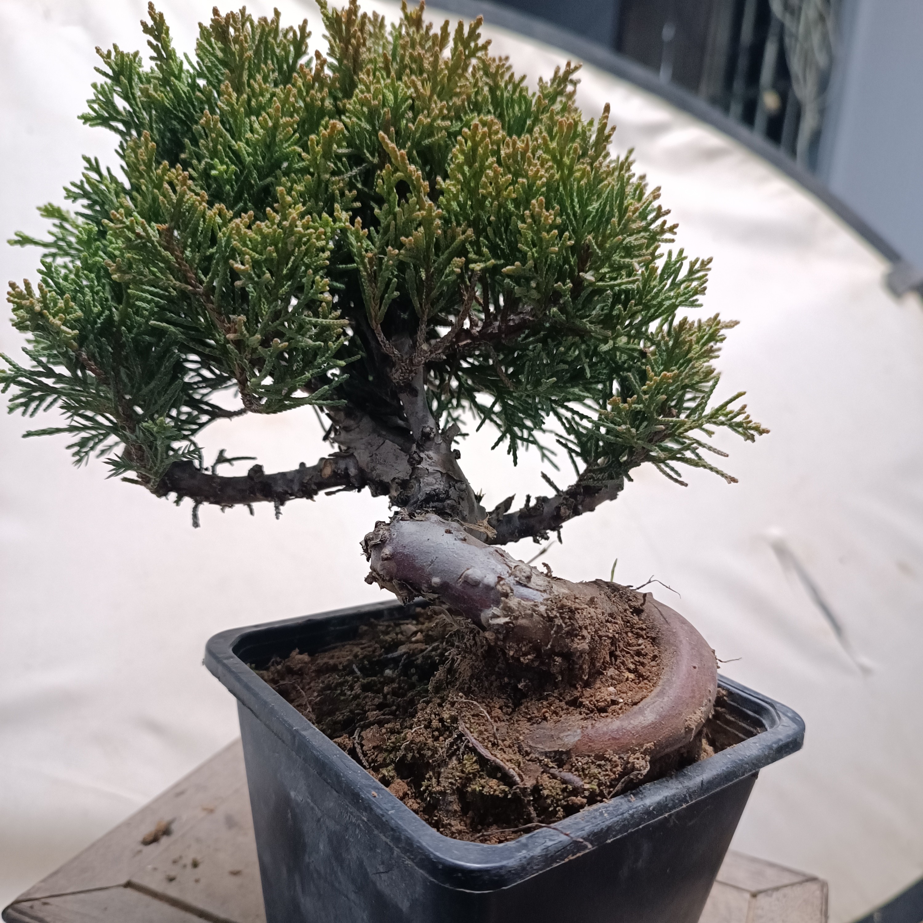 济州真柏童子老盆