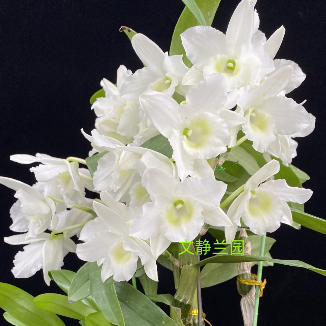 【阿波罗】文静兰园杂交春石斛易养易活爆花美丽洋兰批发高端精品
