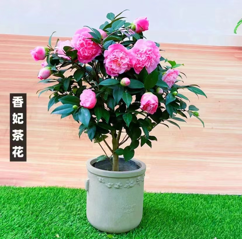 精品香妃茶花室内外好养四季开花不断，带花苞发货，【小苗】