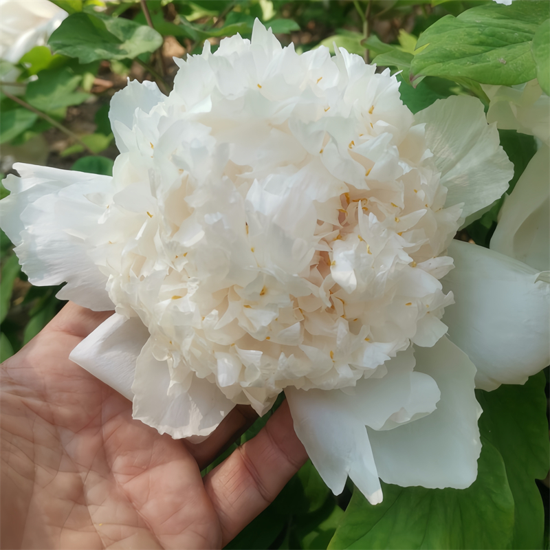 金星雪浪牡丹 观赏重瓣大花