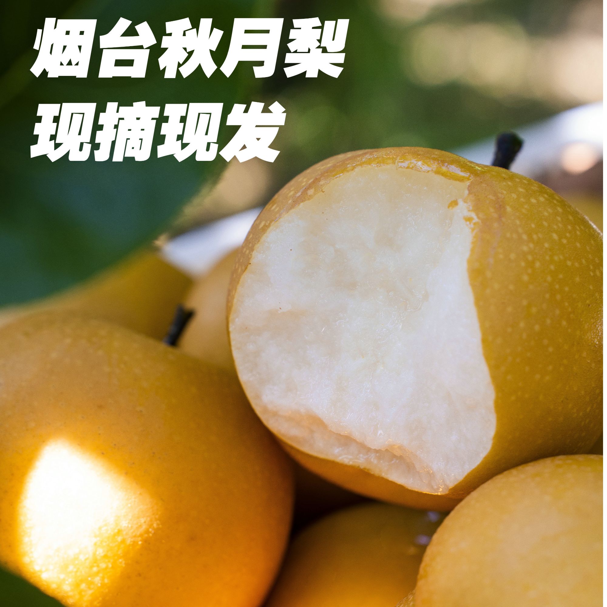 【福宝专属】顺丰只卖真秋月头茬大果莱阳秋月梨脆甜多汁2.8-5斤装