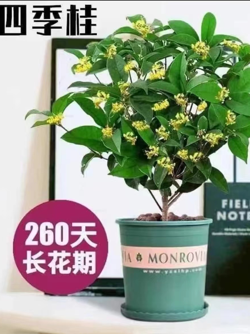 四季桂花8年苗盆栽浓香型花卉好养易活适合阳台庭院种植