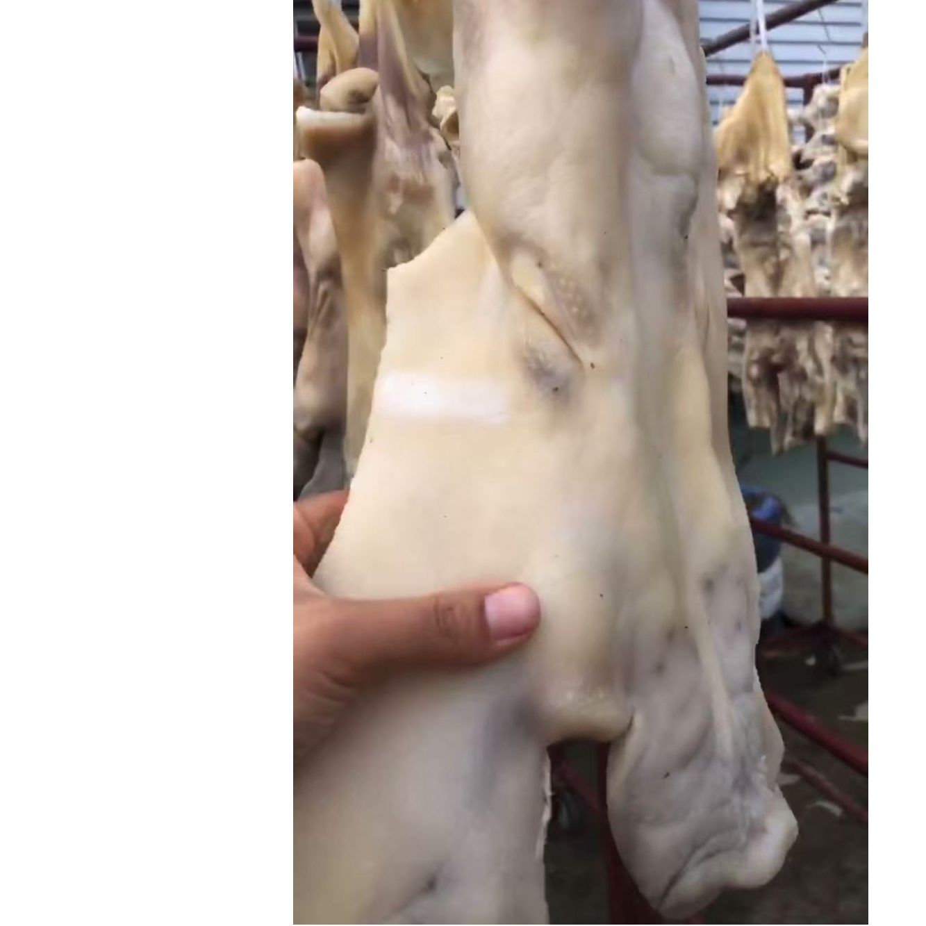 （一称一拍）风干咸猪头皮咸猪面具手工腌制带耳咸猪脸无赘肉