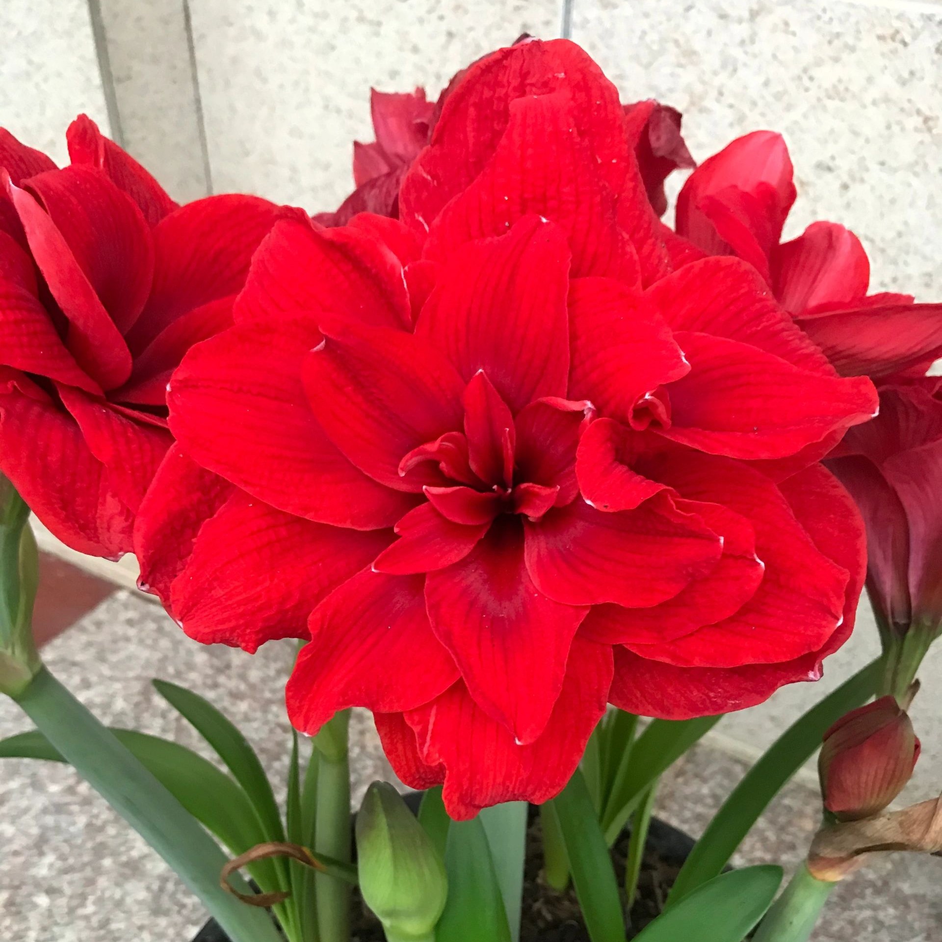 【双龙】-自然球重瓣大花荷兰进口多年生花