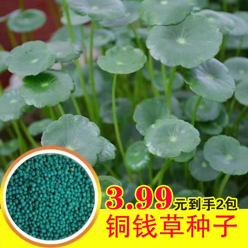 【2包铜钱草种子】水培办公室盆栽花卉绿植金钱草绿新手简单