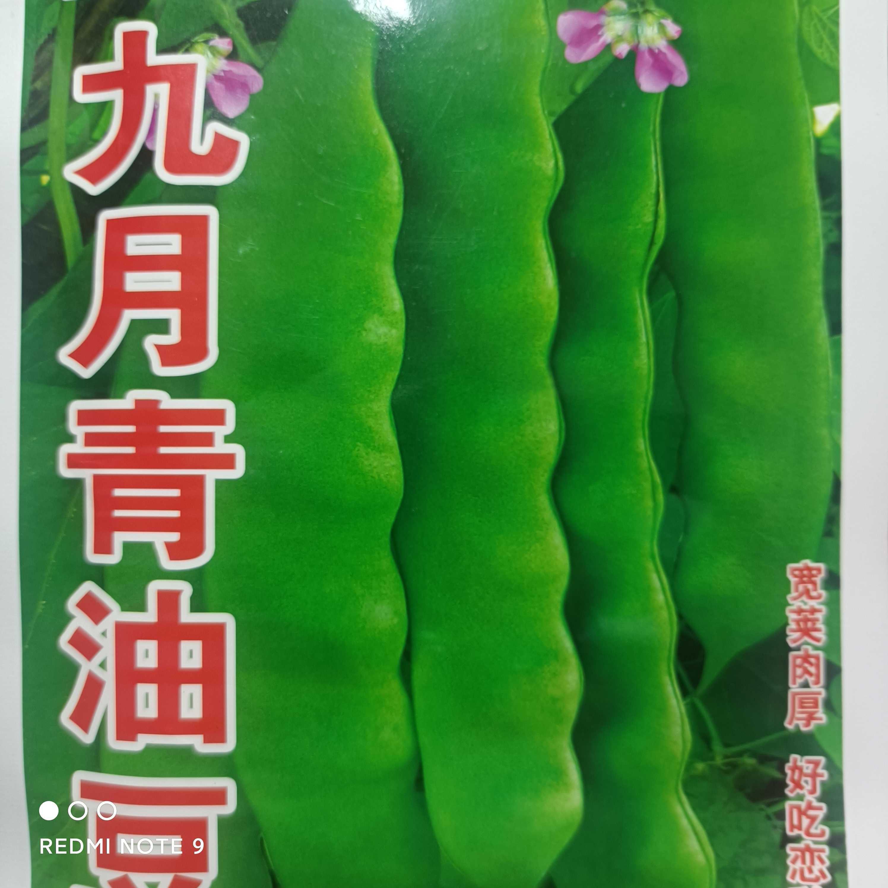 九月青油豆角种子
