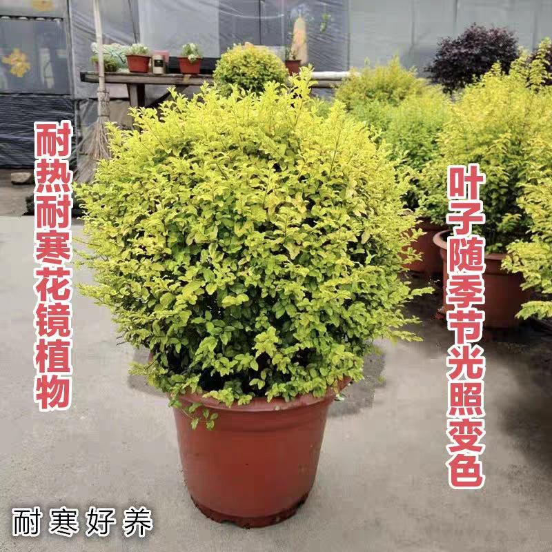 亮晶女贞落地球阳台庭院花境植物四季常青耐热耐寒亮金女贞落地锥