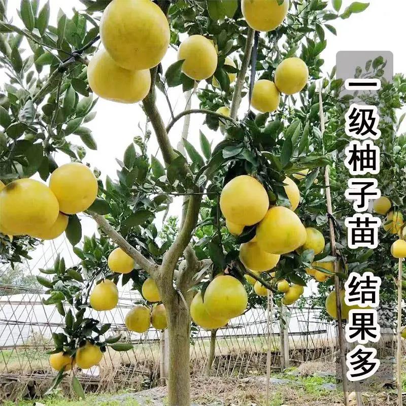 冰糖柚子树苗四季黄金文旦红心马家柚子树苗南方种植庭院果树果苗