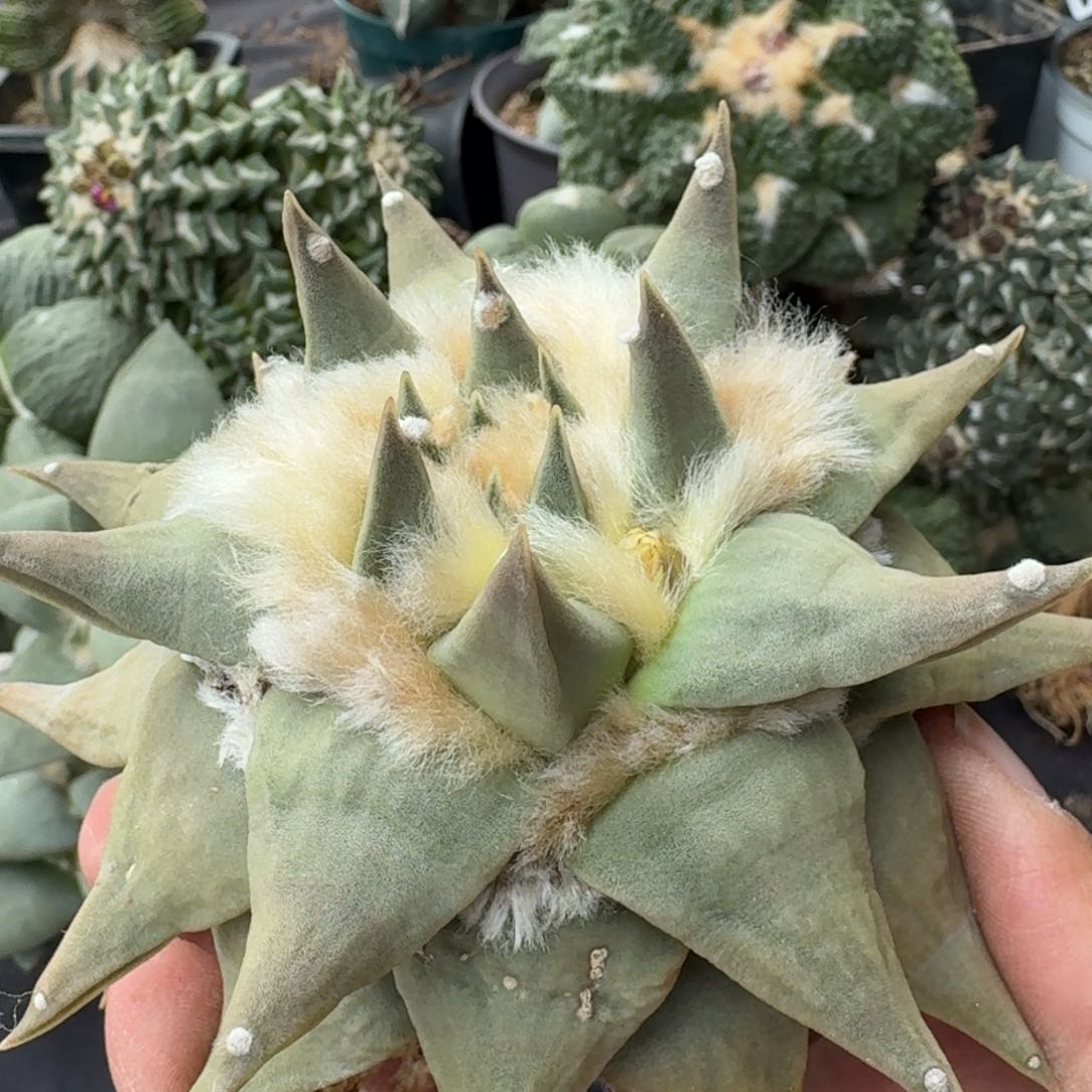 【闪购商品】实生龙呀牡丹