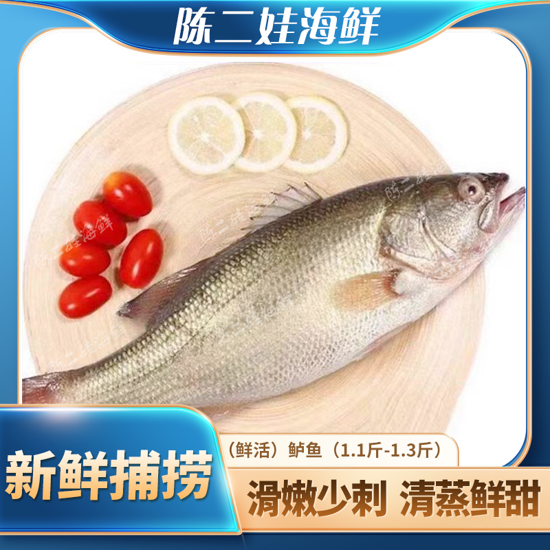 （鲜活）鲈鱼（1.1-1.3斤）鲈