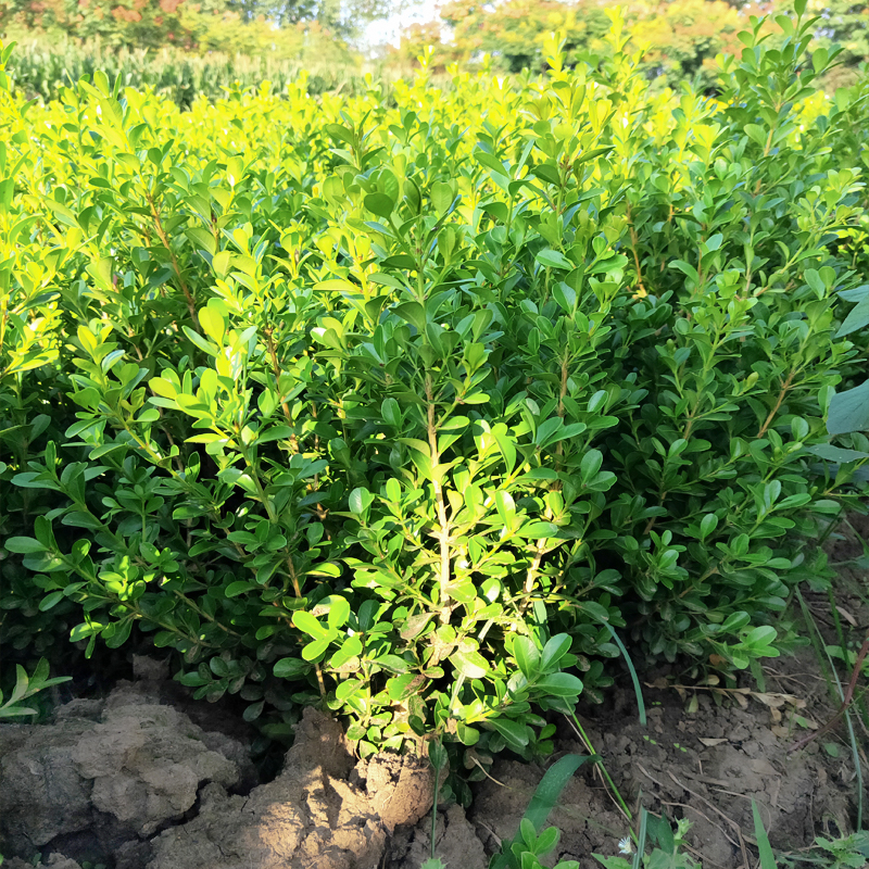 小叶瓜子黄杨树四季常青冬青绿化北海道庭院篱笆树苗盆景造型树