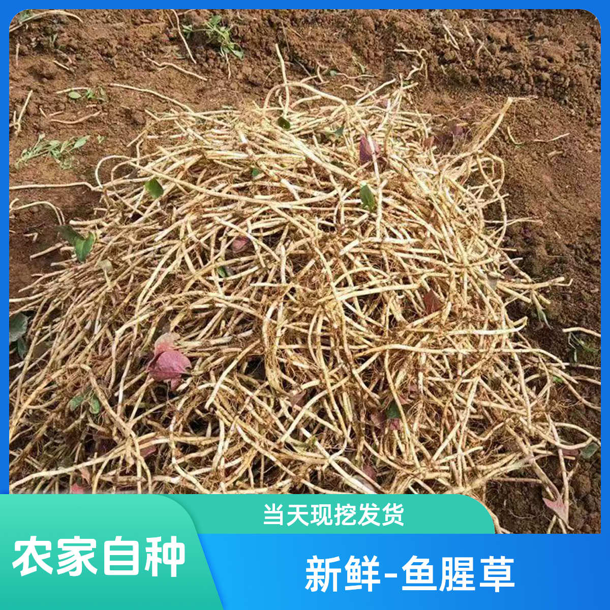 【新鲜发货】农家现挖带泥鱼腥草折耳根新鲜嫩根节节根蔬菜湖北直发