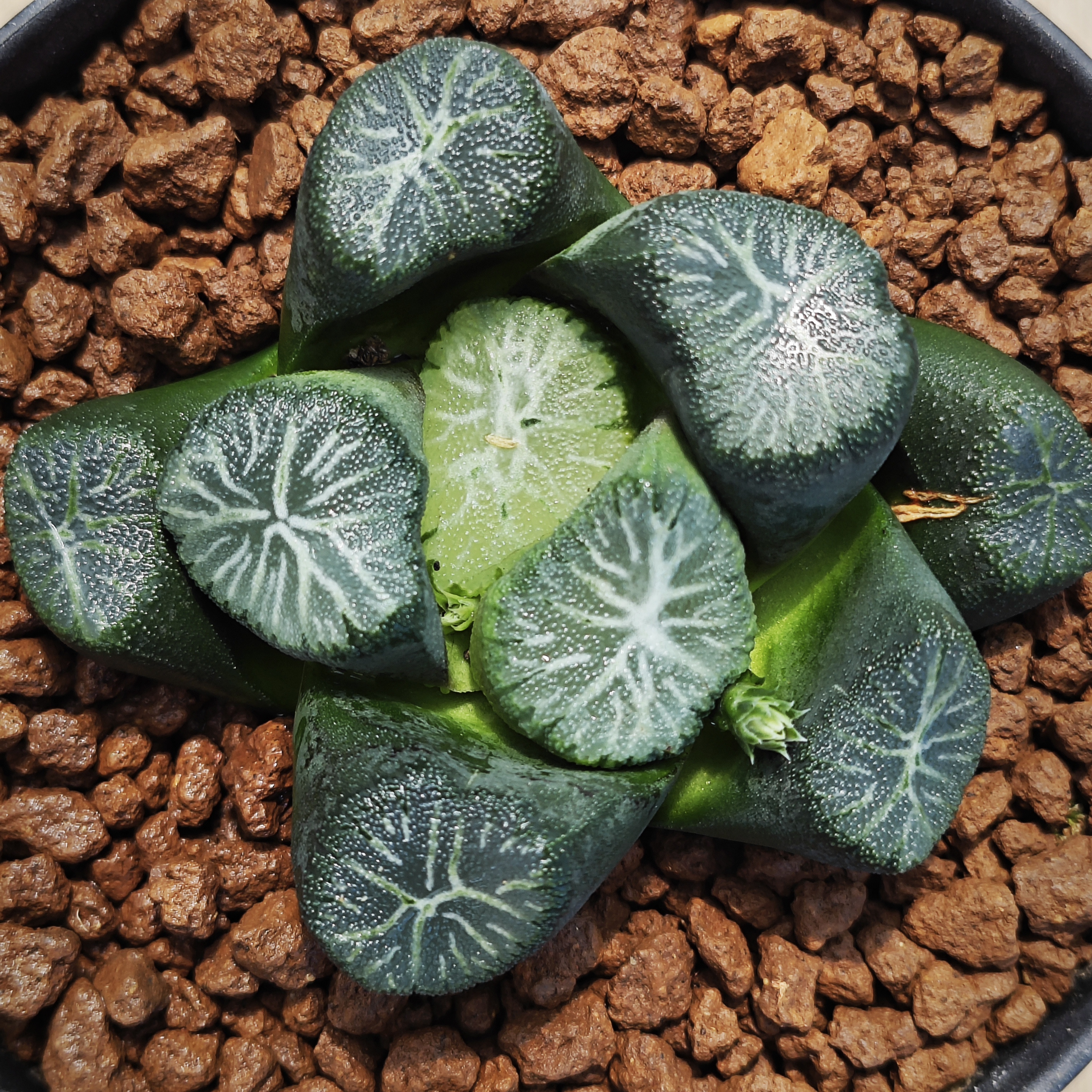 多肉植物十二卷匠之媚万象带原盆土发货，包邮。