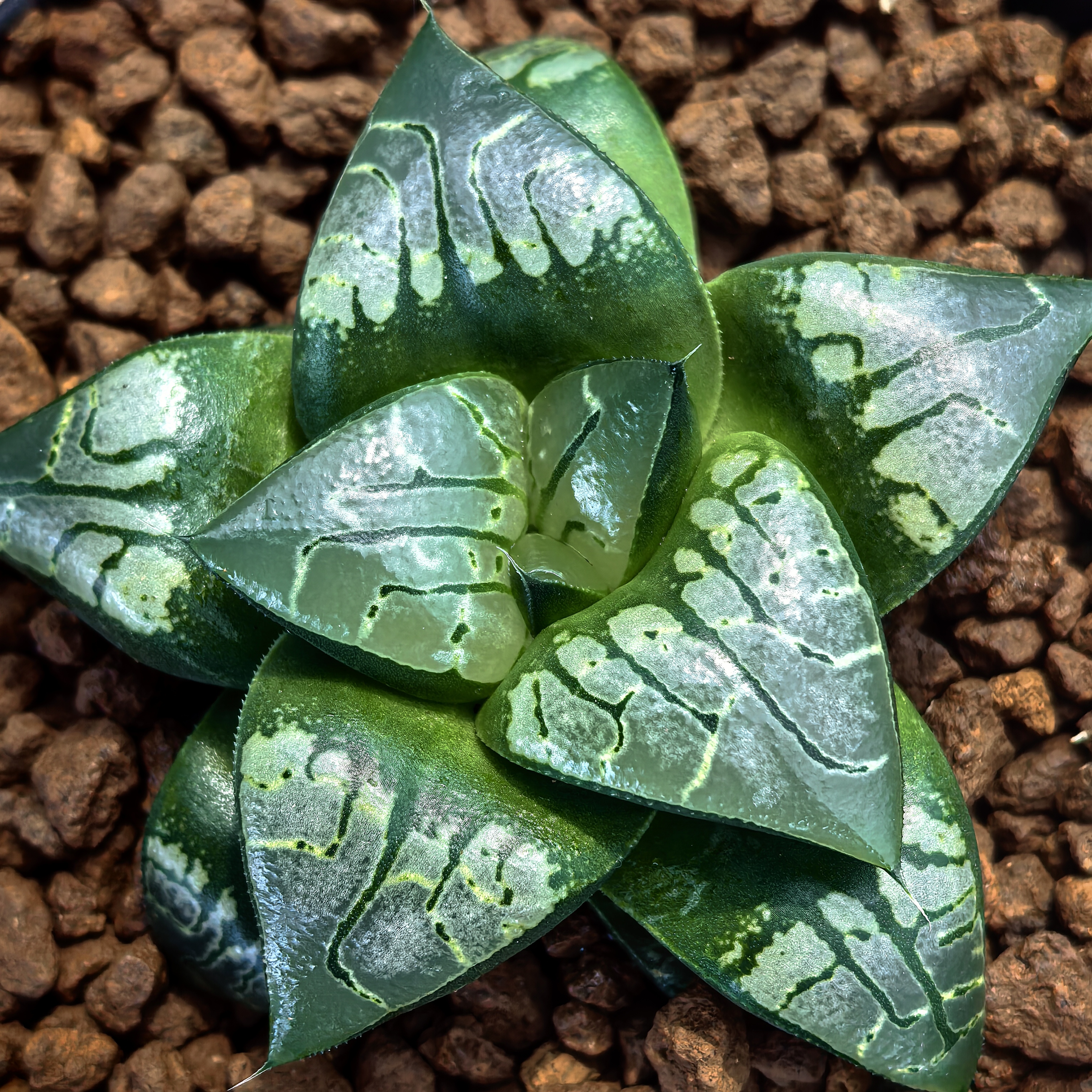 多肉植物植物多肉十二卷多肉盆栽画皮6-7厘米，带原盆土发货，包邮。