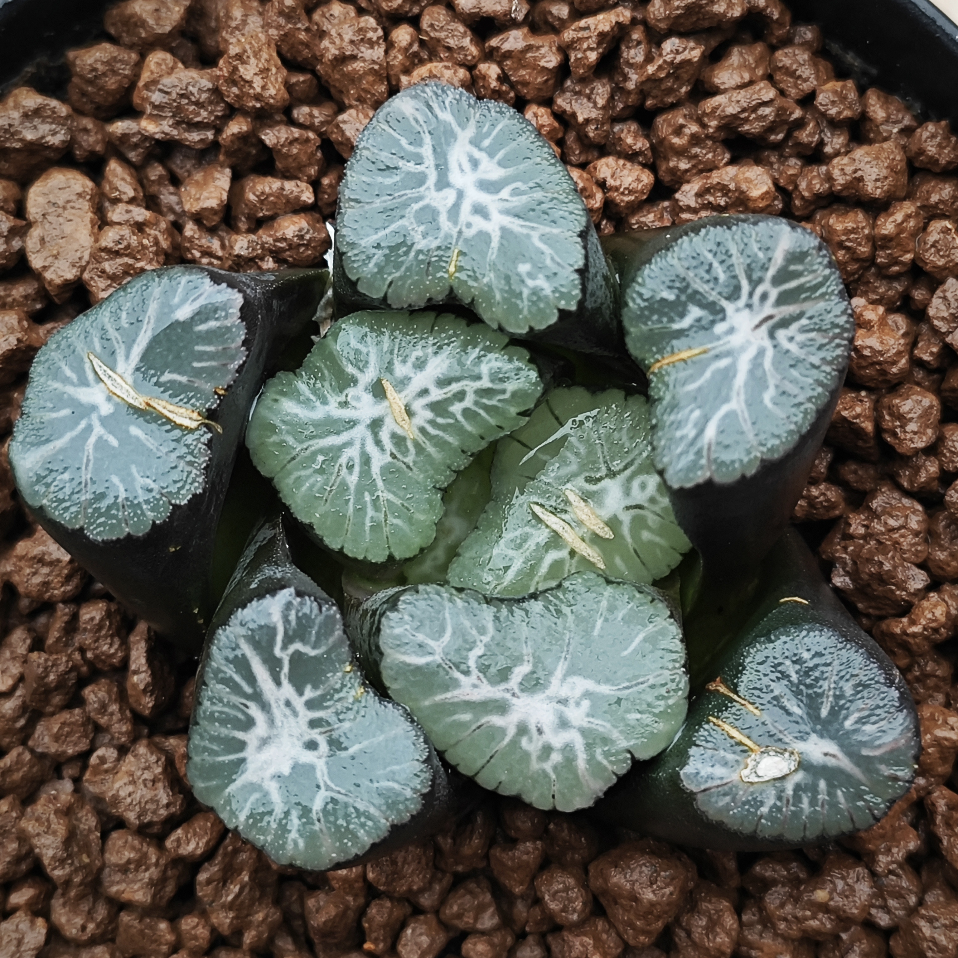 多肉植物十二卷鹤舞万象6-7厘米，带原盆土发货，包邮。