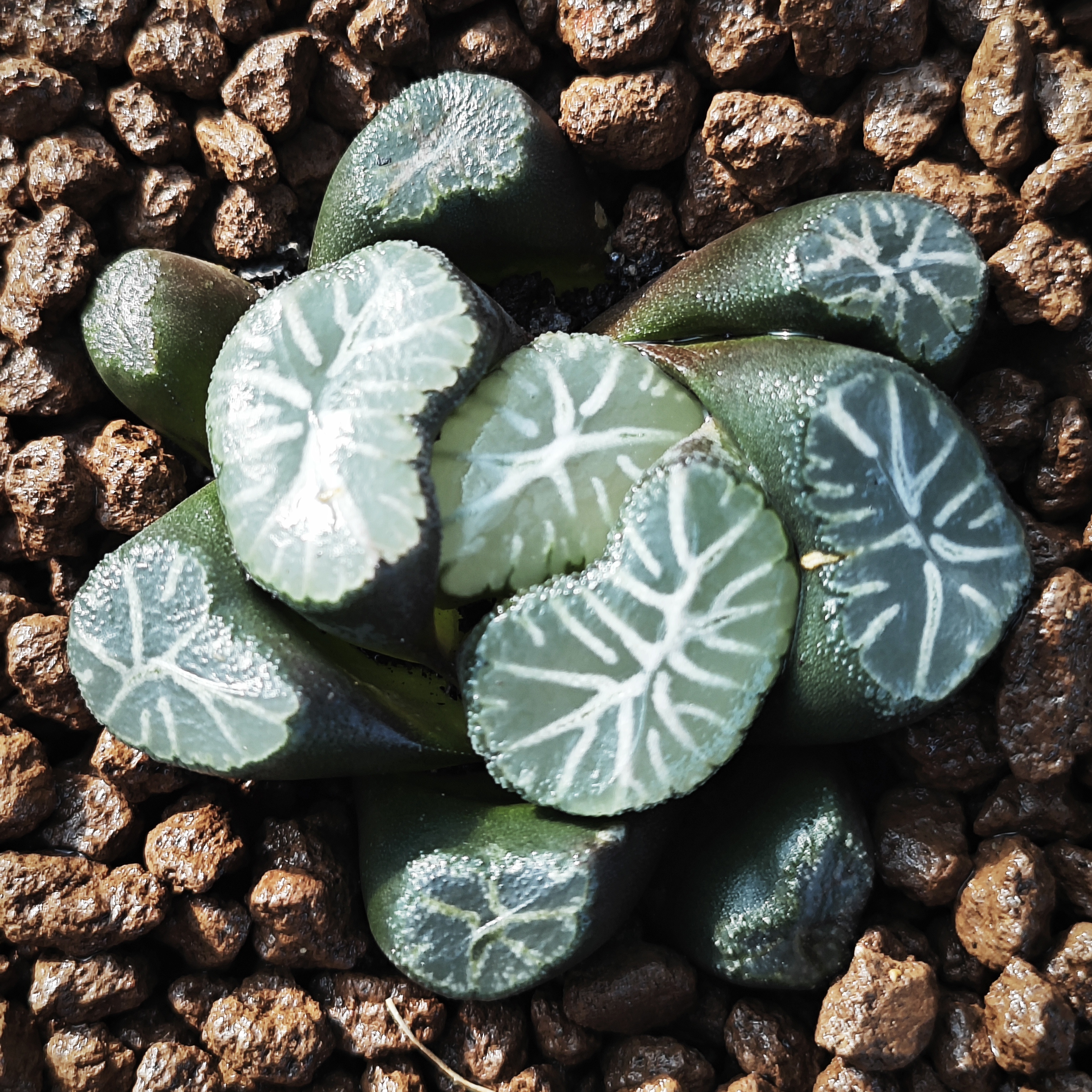 多肉植物十二卷雪大宝万象4.5厘米，带原盆土发货，包邮。
