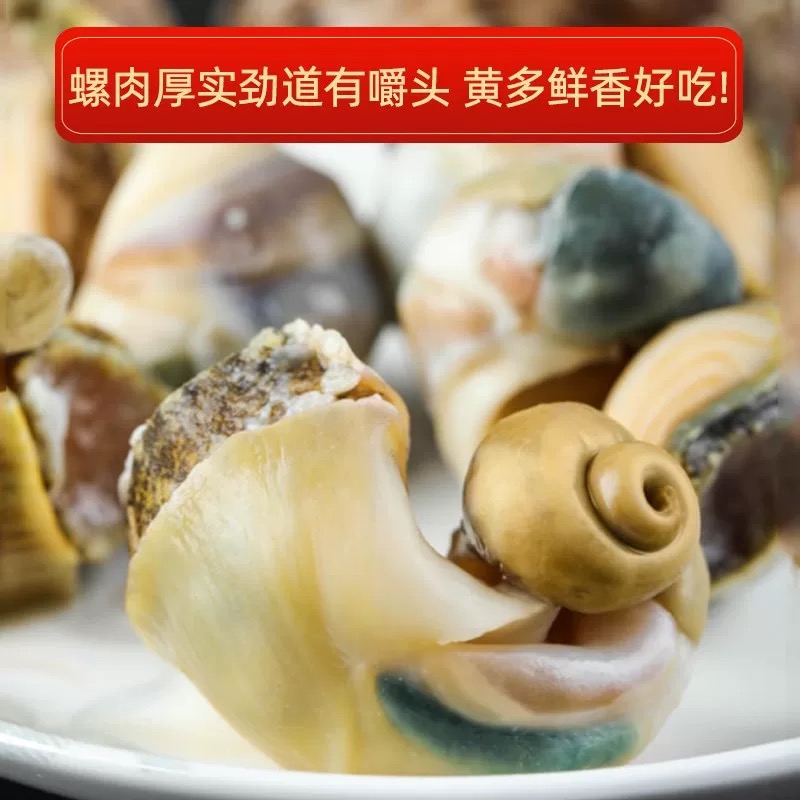 丹东东港本地大海螺 一斤4-5个（吐紫沫为正常现象 介意勿拍）