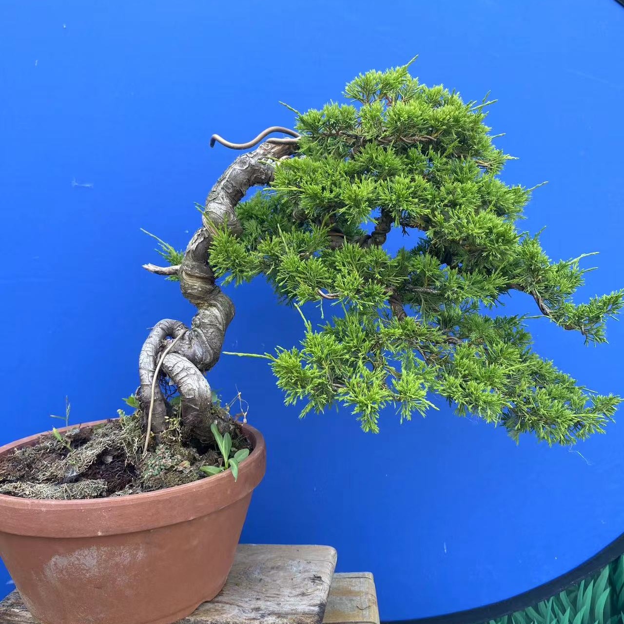 松柏盆景植物黑松盆景花卉喷洒适合阳台庭院大型喷洒春秋季夏季