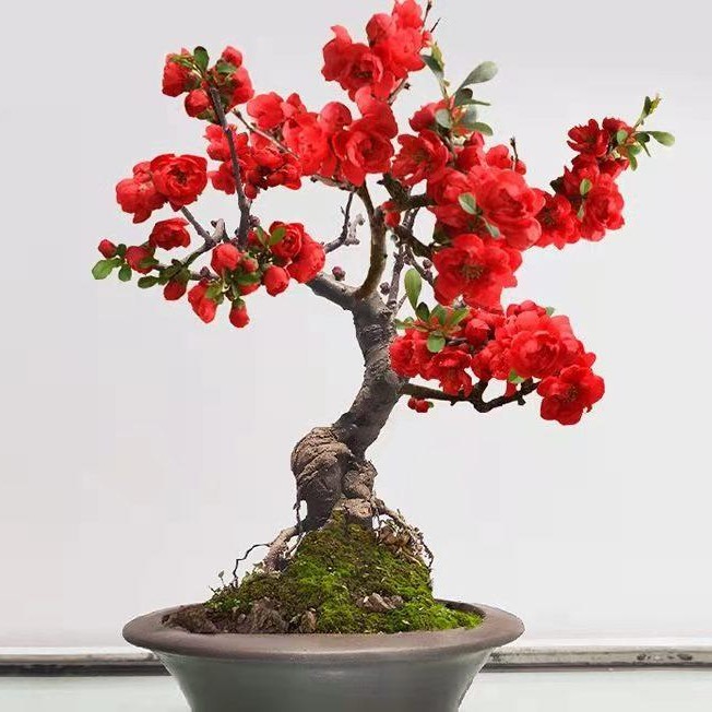 四季海棠长寿冠.复瓣大红花，耐寒好养活