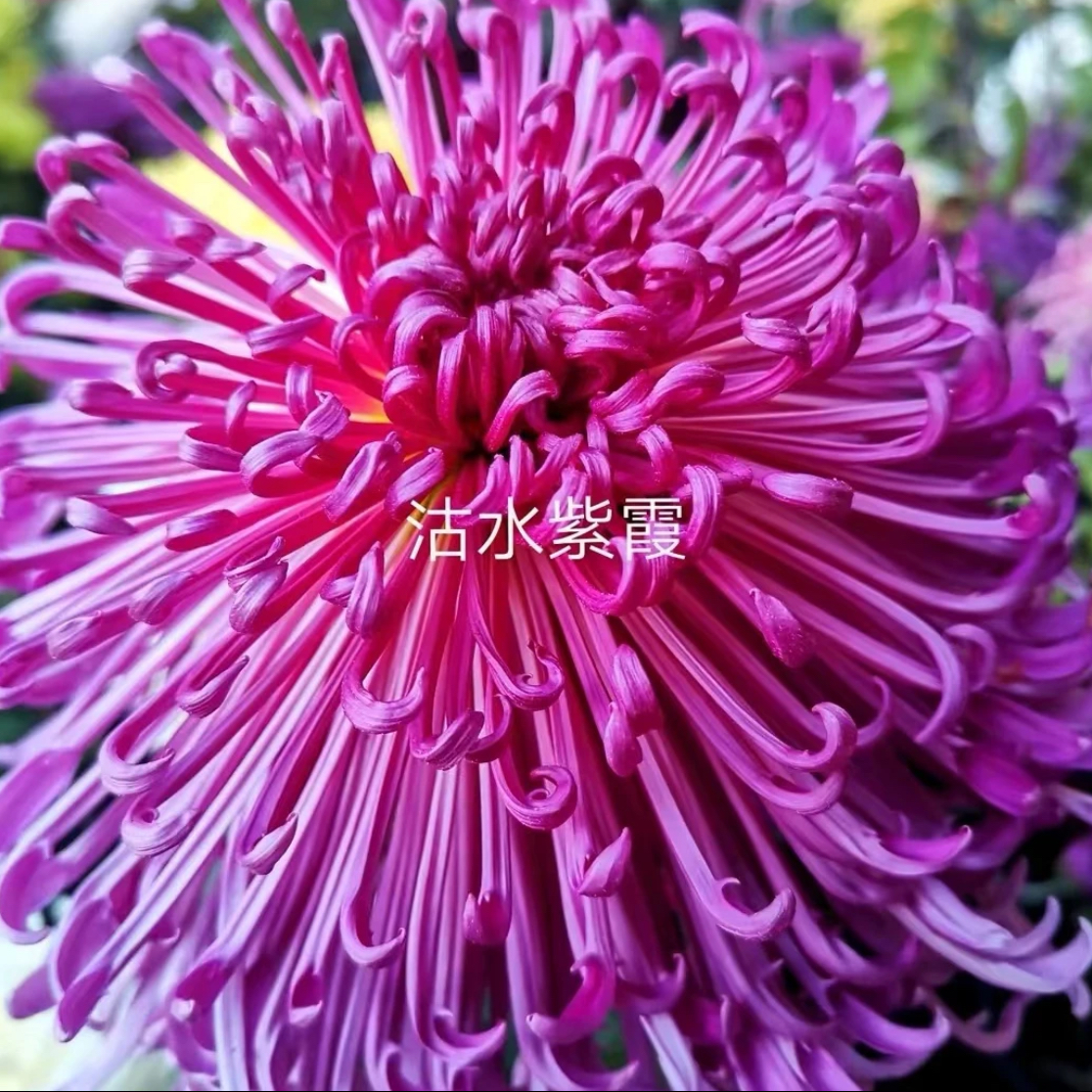 （沽水紫霞菊花盆栽）大花型 带花苞 原土球发货 基地直销 包对版