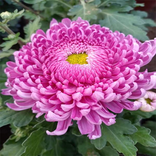 【恒水映月】棒棒糖菊花超大花苞原土发货阳台地栽庭院耐寒耐热