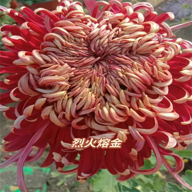 （烈火熔金菊花盆栽）大花型 带花苞 原土球发货 基地直销 包对版